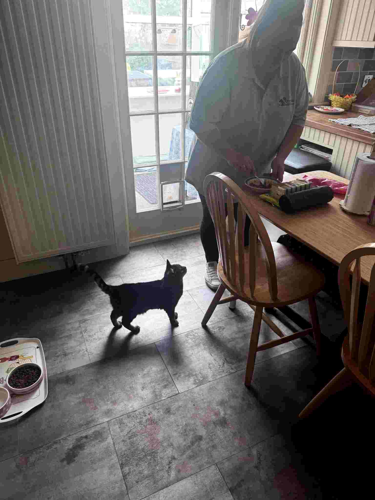 home pet and cat sitting romsey