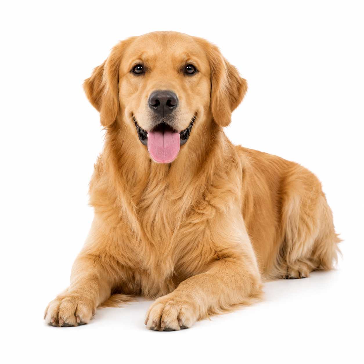 pet sitting services in romsey